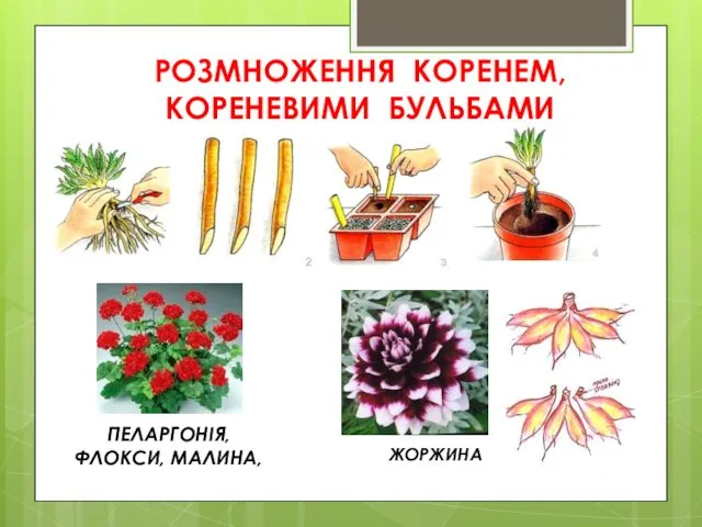 РОЗМНОЖЕННЯ КОРЕНЕМ, КОРЕНЕВИМИ БУЛЬБАМИ ПЕЛАРГОНІЯ, ФЛОКСИ, МАЛИНА, ЖОРЖИНА