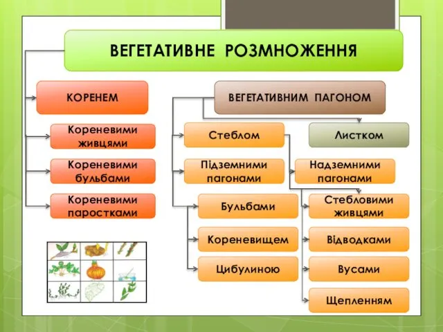 ВЕГЕТАТИВНЕ РОЗМНОЖЕННЯ КОРЕНЕМ ВЕГЕТАТИВНИМ ПАГОНОМ Кореневими живцями Кореневими бульбами Підземними