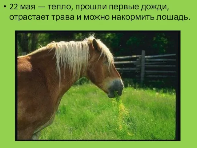 22 мая — тепло, прошли первые дожди, отрастает трава и можно накормить лошадь.