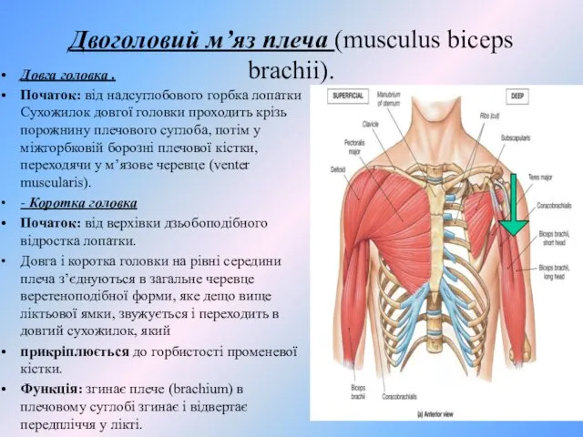 Двоголовий м’яз плеча (musculus biceps brachii). Довга головка . Початок: