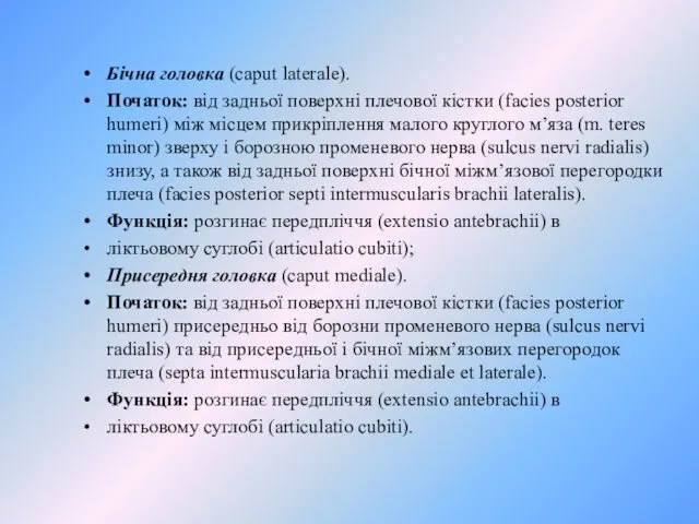 Бічна головка (caput laterale). Початок: від задньої поверхні плечової кістки