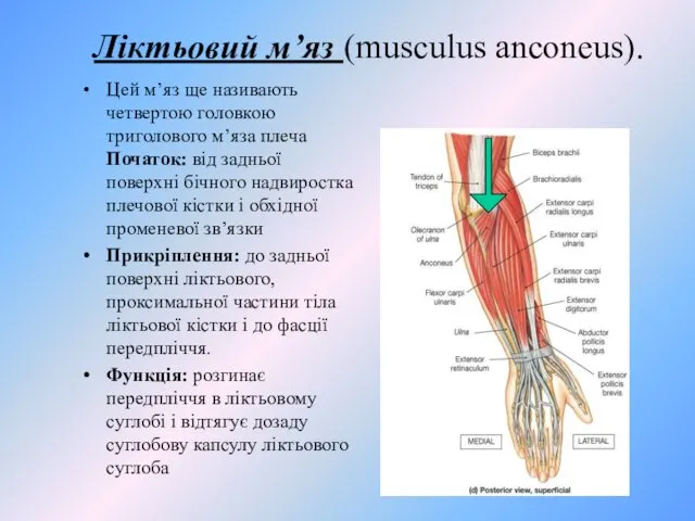 Ліктьовий м’яз (musculus anconeus). Цей м’яз ще називають четвертою головкою