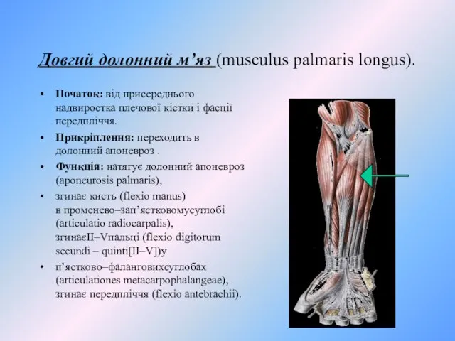 Довгий долонний м’яз (musculus palmaris longus). Початок: від присереднього надвиростка