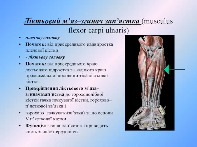 Ліктьовий м’яз–згинач зап’ястка (musculus flexor carpi ulnaris) плечову головку Початок: