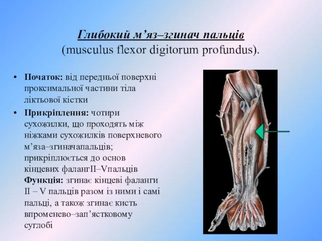 Глибокий м’яз–згинач пальців (musculus flexor digitorum profundus). Початок: від передньої