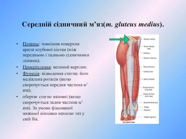 Середнiй сiдничний м’яз(m. gluteus medius). Початок: зовнiшня поверхня крила клубової