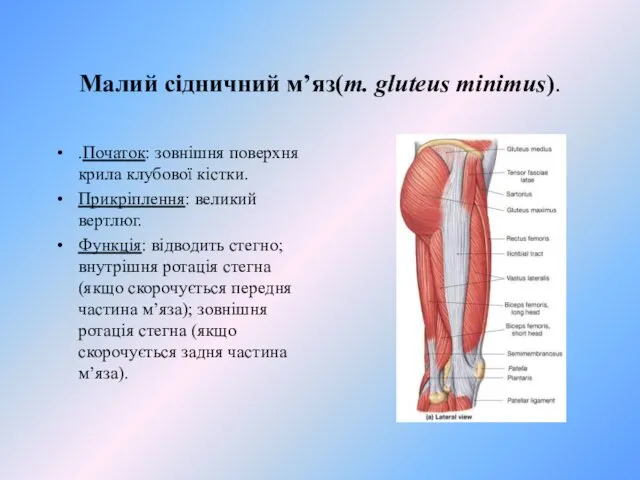 Малий сiдничний м’яз(m. gluteus minimus). .Початок: зовнiшня поверхня крила клубової