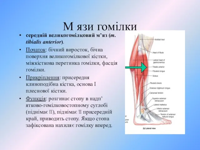 М язи гомілки середнiй великогомiлковий м’яз (m. tibialis anterior). Початок: