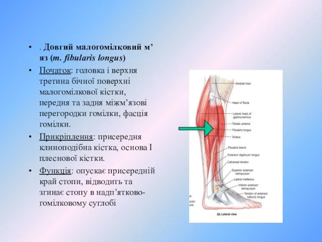 . Довгий малогомiлковий м’яз (m. fibularis longus) Початок: головка i