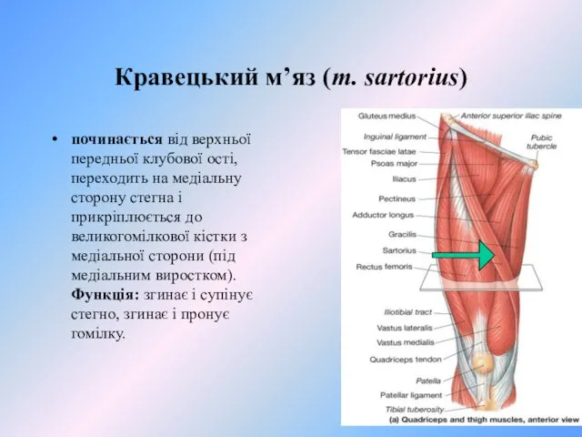 Кравецький м’яз (m. sartorius) починається від верхньої передньої клубової ості,