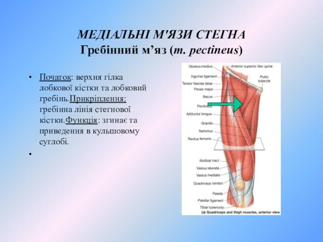 МЕДІАЛЬНІ М'ЯЗИ СТЕГНА Гребiнний м’яз (m. peсtineus) Початок: верхня гiлка