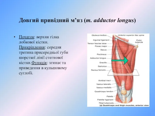 Довгий привiдний м’яз (m. adductor longus) Початок: верхня гiлка лобкової