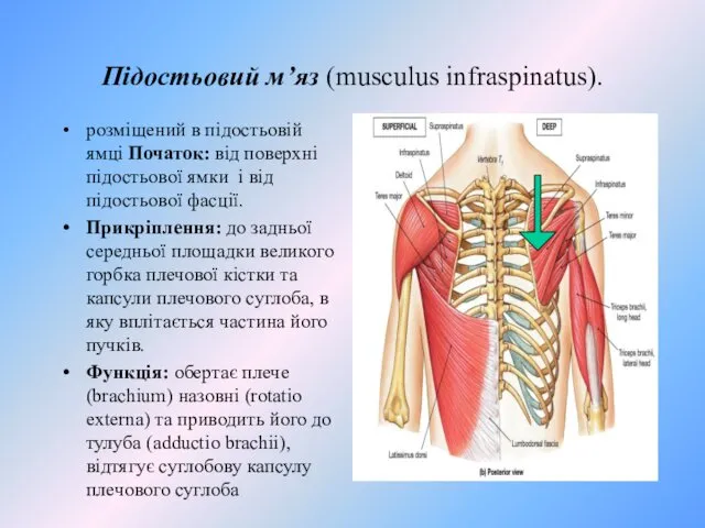 Підостьовий м’яз (musculus infraspinatus). розміщений в підостьовій ямці Початок: від