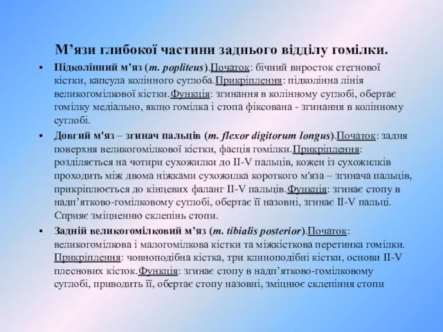 М’язи глибокої частини заднього відділу гомілки. Пiдколiнний м’яз (m. popliteus).Початок: