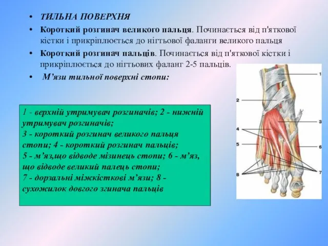 ТИЛЬНА ПОВЕРХНЯ Короткий розгинач великого пальця. Починається від п'яткової кістки