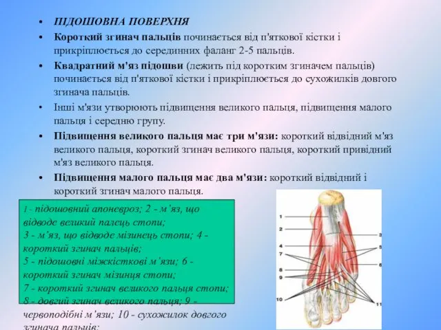 ПІДОШОВНА ПОВЕРХНЯ Короткий згинач пальців починається від п'яткової кістки і