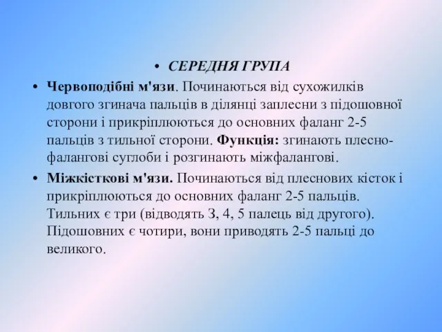 СЕРЕДНЯ ГРУПА Червоподібні м'язи. Починаються від сухожилків довгого згинача пальців