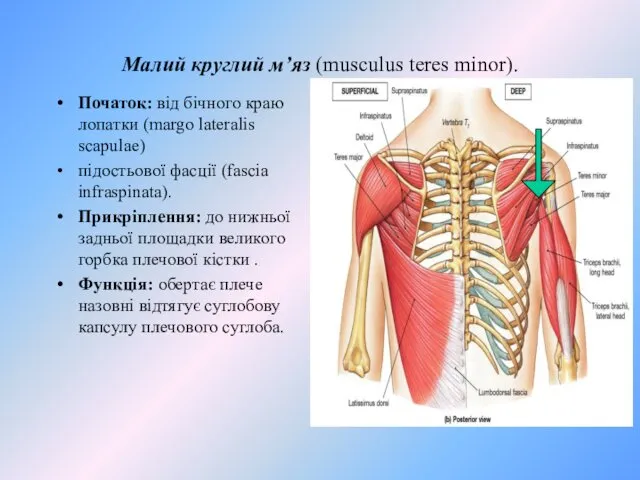 Малий круглий м’яз (musculus teres minor). Початок: від бічного краю