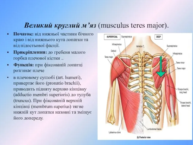 Великий круглий м’яз (musculus teres major). Початок: від нижньої частини