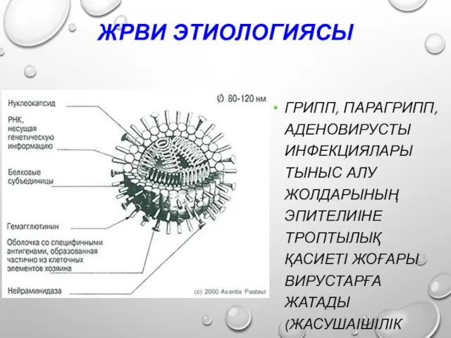 ЖРВИ ЭТИОЛОГИЯСЫ ГРИПП, ПАРАГРИПП, АДЕНОВИРУСТЫ ИНФЕКЦИЯЛАРЫ ТЫНЫС АЛУ ЖОЛДАРЫНЫҢ ЭПИТЕЛИІНЕ ТРОПТЫЛЫҚ ҚАСИЕТІ ЖОҒАРЫ