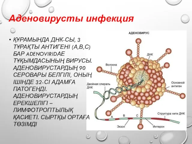 ҚҰРАМЫНДА ДНК-СЫ, 3 ТҰРАҚТЫ АНТИГЕНІ (А,В,С) БАР ADENOVIRIDАЕ ТҰҚЫМДАСЫНЫҢ ВИРУСЫ. АДЕНОВИРУСТАРДЫҢ 90 СЕРОВАРЫ