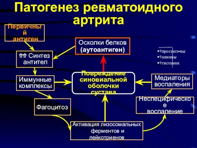 Патогенез ревматоидного артрита Повреждение синовиальной оболочки сустава Осколки белков (аутоантиген)