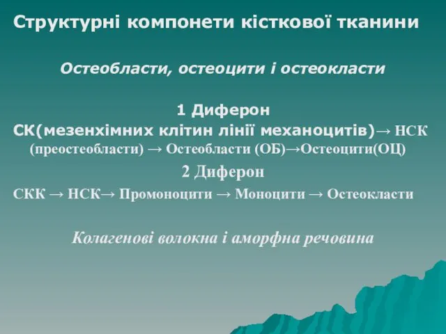 Структурні компонети кісткової тканини Остеобласти, остеоцити і остеокласти 1 Диферон