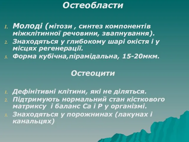 Остеобласти Молоді (мітози , синтез компонентів міжклітинної речовини, звапнування). Знаходяться