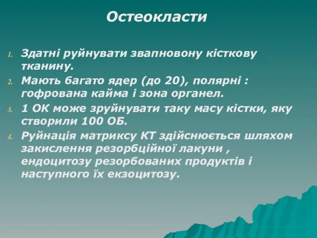 Остеокласти Здатні руйнувати звапновону кісткову тканину. Мають багато ядер (до