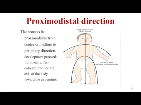 Proximodistal direction The process in proximodistal from center or midline