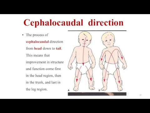 Cephalocaudal direction The process of cephalocaudal direction from head down