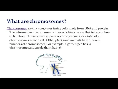 Chromosomes are tiny structures inside cells made from DNA and