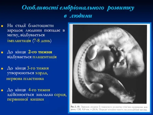Особливості ембріонального розвитку в людини На стадії бластоцисти зародок людини