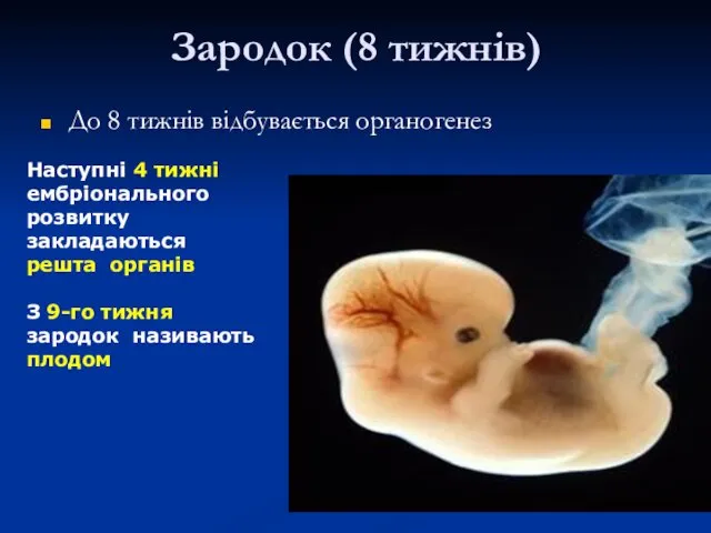 Зародок (8 тижнів) До 8 тижнів відбувається органогенез Наступні 4