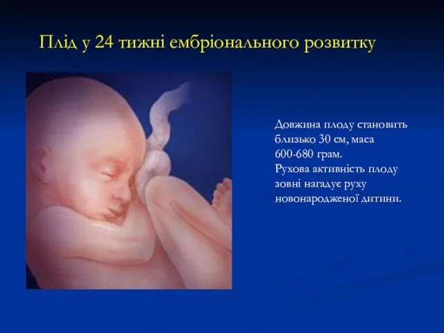 Плід у 24 тижні ембріонального розвитку Довжина плоду становить близько