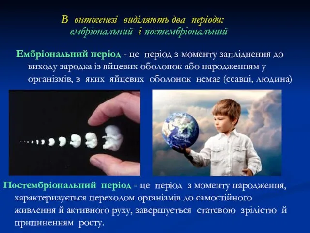 В онтогенезі виділяють два періоди: ембріональний і постембріональний Постембріональний період