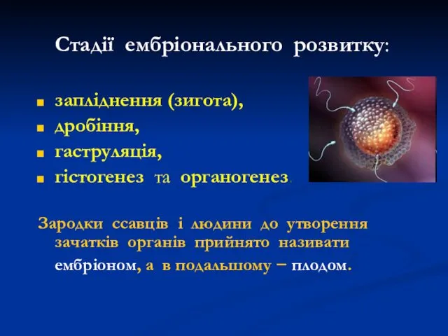 Стадії ембріонального розвитку: запліднення (зигота), дробіння, гаструляція, гістогенез та органогенез.