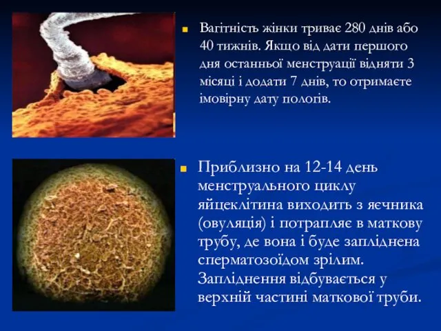 Приблизно на 12-14 день менструального циклу яйцеклітина виходить з яєчника