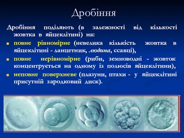 Дробіння поділяють (в залежності від кількості жовтка в яйцеклітині) на: