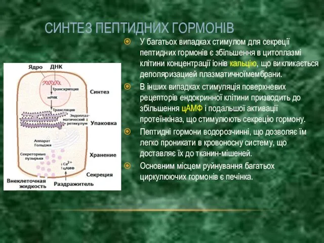 СИНТЕЗ ПЕПТИДНИХ ГОРМОНІВ У багатьох випадках стимулом для секреції пептидних