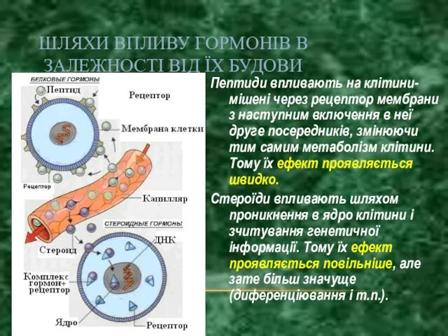 ШЛЯХИ ВПЛИВУ ГОРМОНІВ В ЗАЛЕЖНОСТІ ВІД ЇХ БУДОВИ Пептиди впливають