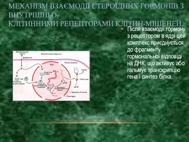 Після взаємодії гормону з рецептором в ядрі цей комплекс приєднується