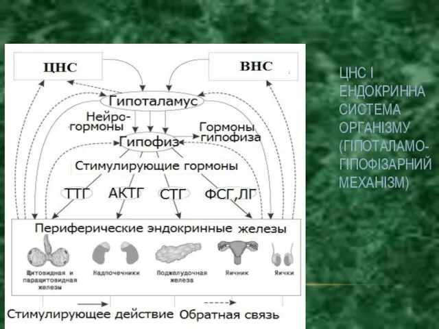 ЦНС І ЕНДОКРИННА СИСТЕМА ОРГАНІЗМУ (ГІПОТАЛАМО-ГІПОФІЗАРНИЙ МЕХАНІЗМ)