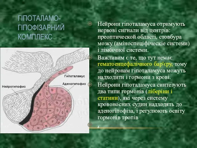 ГІПОТАЛАМО-ГІПОФІЗАРНИЙ КОМПЛЕКС Нейрони гіпоталамуса отримують нервові сигнали від центрів: преоптической