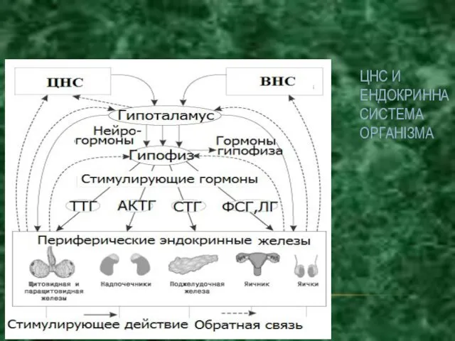 ЦНС И ЕНДОКРИННА СИСТЕМА ОРГАНІЗМА