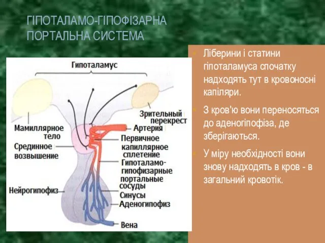 ГІПОТАЛАМО-ГІПОФІЗАРНА ПОРТАЛЬНА СИСТЕМА Ліберини і статини гіпоталамуса спочатку надходять тут