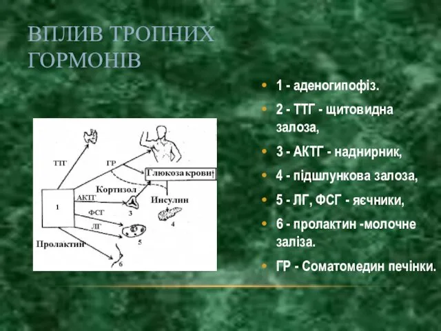 ВПЛИВ ТРОПНИХ ГОРМОНІВ 1 - аденогипофіз. 2 - ТТГ -