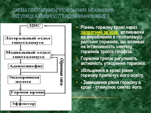 СХЕМА ГІПОТАЛАМО-ГІПОФІЗАРНИХ МЕХАНІЗМІВ РЕГУЛЯЦІІ АКТИВНОСТІ ЕНДОКРИННИХ ЖЕЛЕЗ Рівень гормону крові