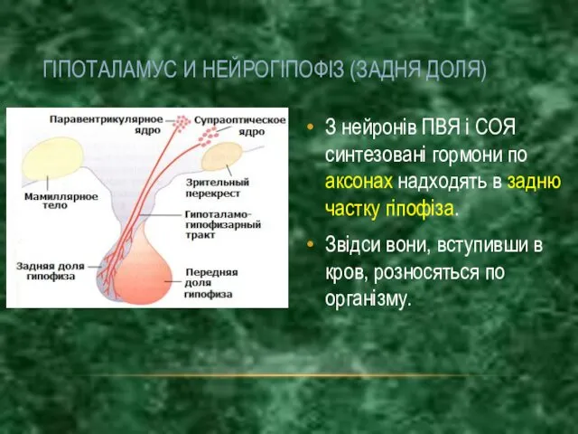 ГІПОТАЛАМУС И НЕЙРОГІПОФІЗ (ЗАДНЯ ДОЛЯ) З нейронів ПВЯ і СОЯ