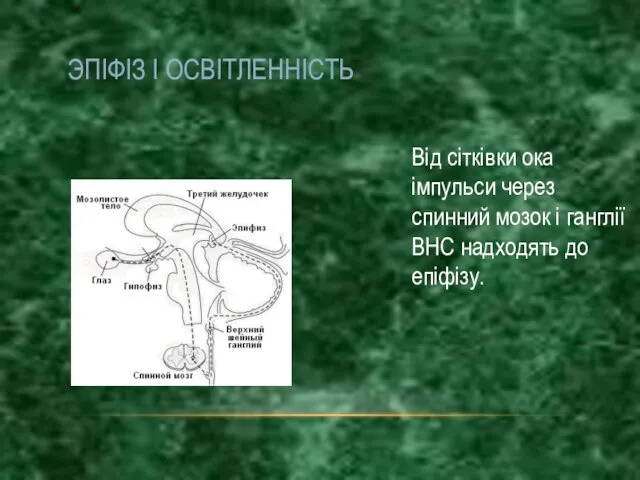 ЭПІФІЗ І ОСВІТЛЕННІСТЬ Від сітківки ока імпульси через спинний мозок і ганглії ВНС надходять до епіфізу.